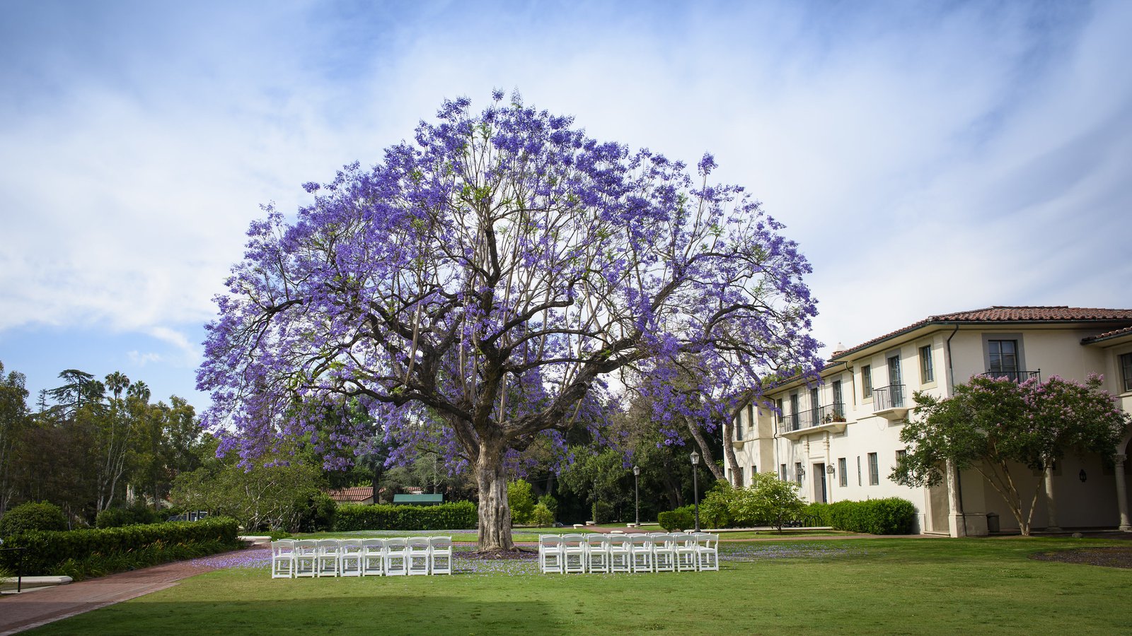 A jacaranda tree on the Caltech campus