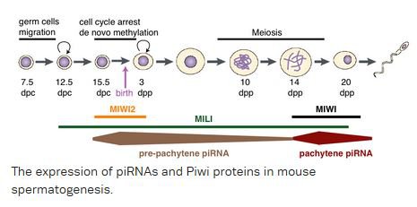 Aravin Lab