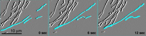 Mitochondria undergoing fusion