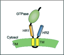 Schematic of mitofusin protein