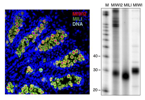 Mouse Piwi Proteins