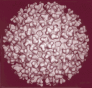 Surface of Ross River alphavirus