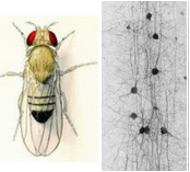 Insect and brain circuits