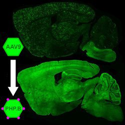 Evolutionary and Organismal Engineering