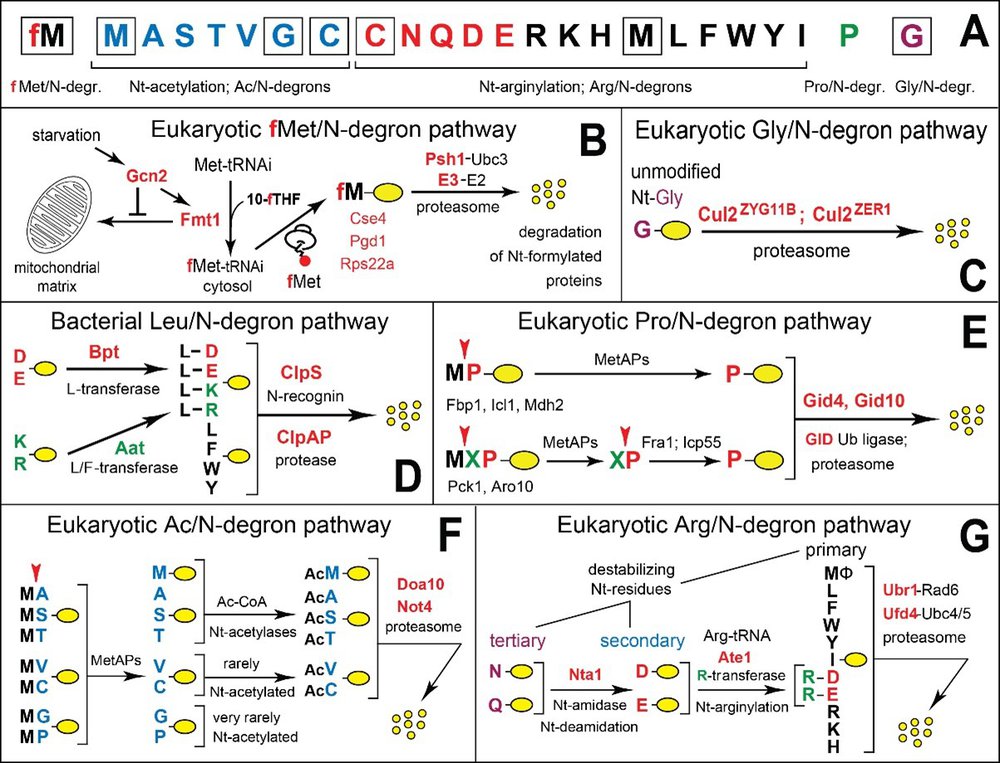 Figure 1. N-degron pathways.