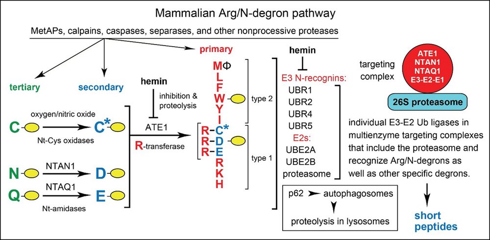 Figure 2. The mammalian Arg/N-degron pathway