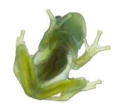T-pulverata frog image