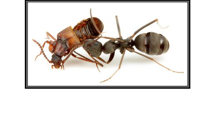 Evolutionary and Organismal Biology