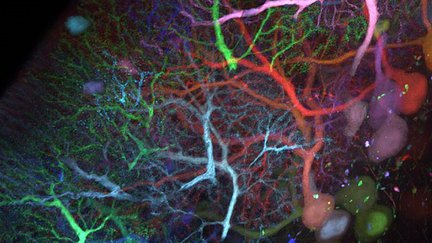 Gradinaru neuroscience