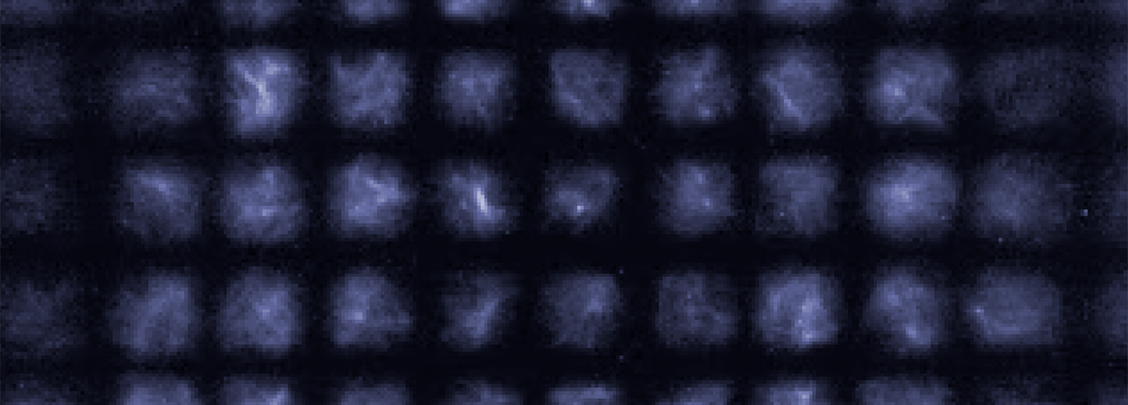 Cellular Coordinate System Reveals Secrets of Active Matter
