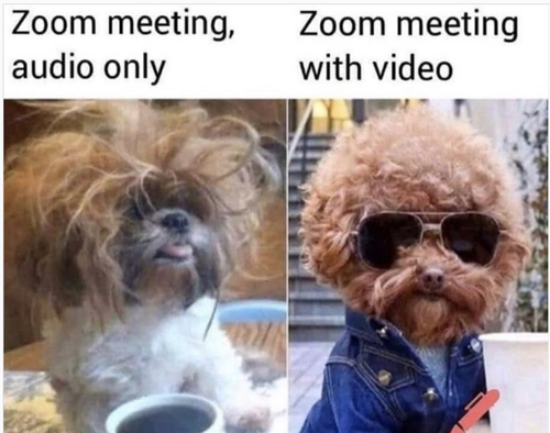 dog zoom meeting