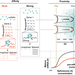 Understanding splicing kinetics: Proximity to nuclear speckles boosts spliceosome concentration, enhancing efficiency, while splice site strength affects spliceosome activity, affecting the speed and efficiency of the splicing process.