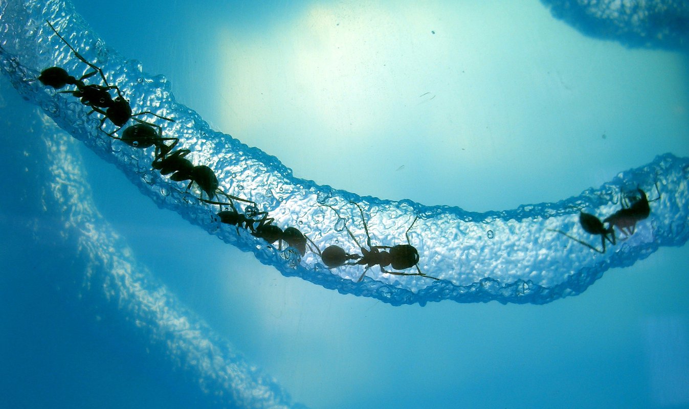 Several ants are seen within a tunnel they've dug through a transparent gel.