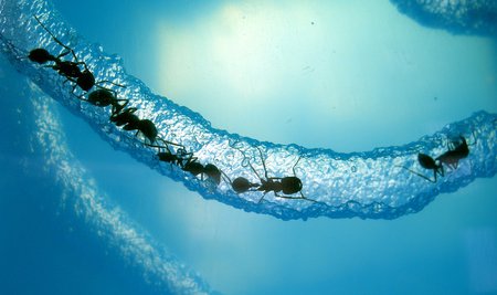Several ants are seen within a tunnel they've dug through a transparent gel.