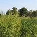 Tall green weeds next to shorter green crops in a field with blue sky