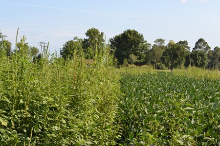 Tall green weeds next to shorter green crops in a field with blue sky