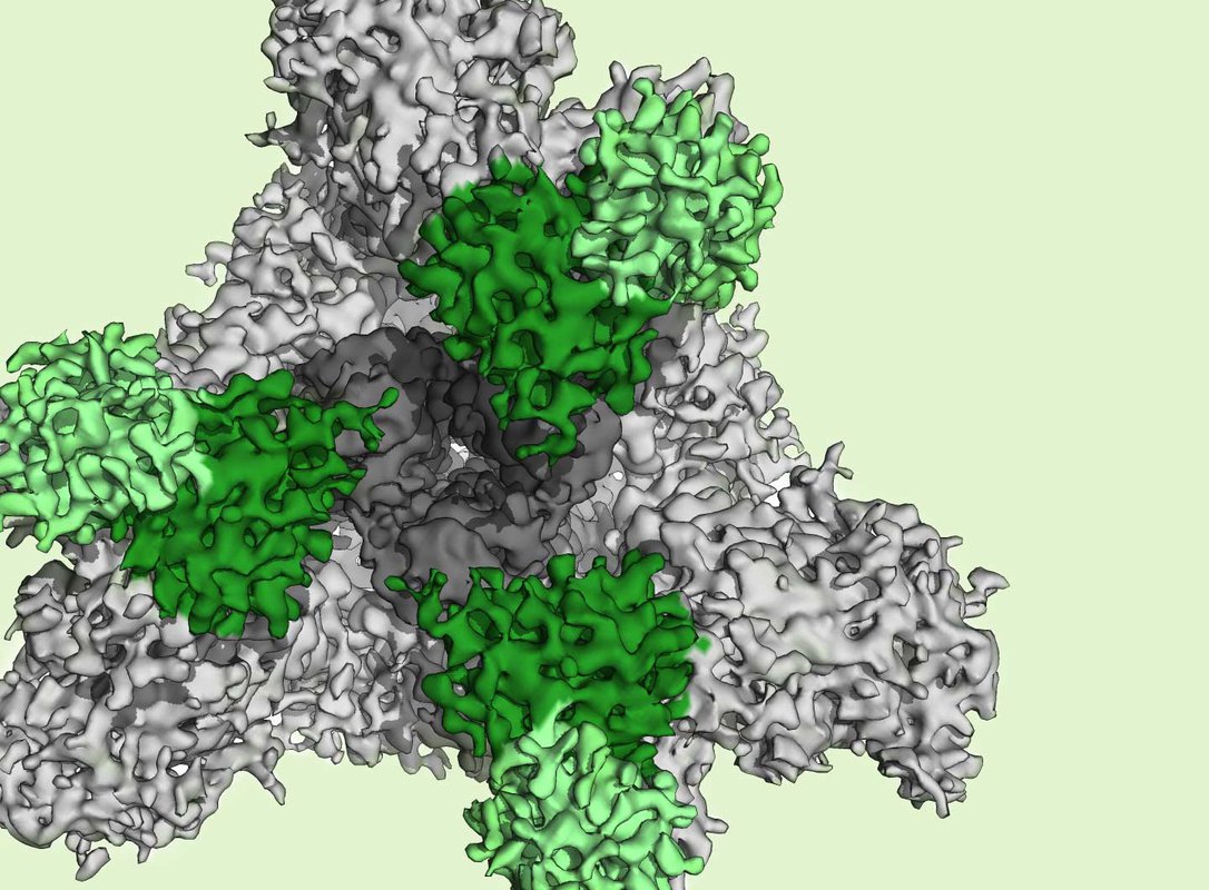 A coronavirus bound by a neutralizing antibody