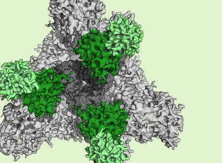 A coronavirus bound by a neutralizing antibody