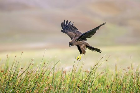A hawk dives to catch prey