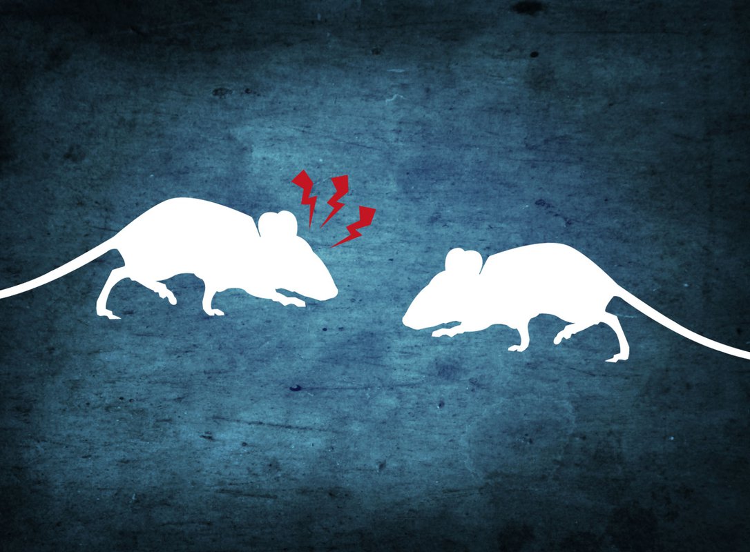 Two cartoon mice encounter one another, one sends signals of alert and alarm