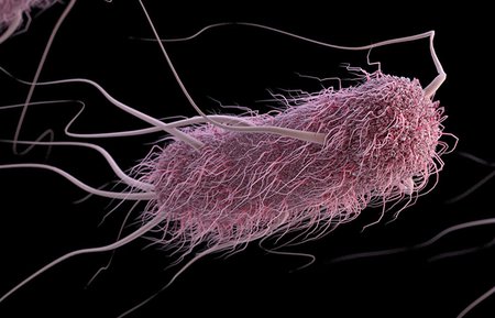 An artist's depiction of a bacterial cell