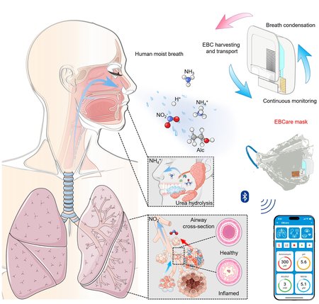 This schematic shows the process by which the smart mask can detect chemicals in the breath, such as nitrite, which is an indicator of airway inflammation.