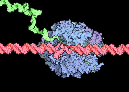An RNA Polymerase II enzyme (blue blob) reads a strand of DNA (red string) and makes an RNA copy of it (green string).
