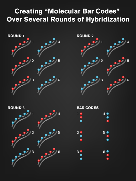 LongCai-mRNA-Diagram-NEWS-WEB.gif