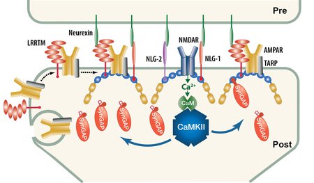 Post-phosphorylation