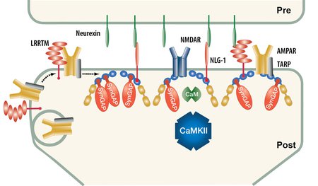 Pre-phosphorylation