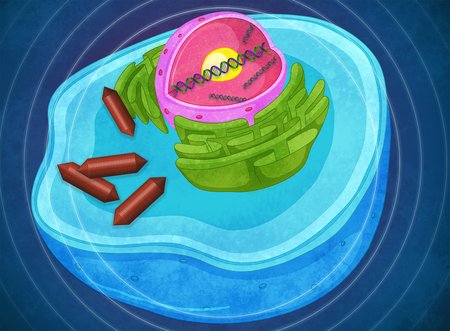 An artist's representation of a cell with gas-filled vesicles inside.