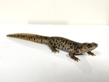 A small brown salamander