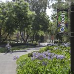 Tall trees shade a paved path where people bike and walk. Caltech banners hang from lights.