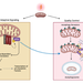 A schematic depicting the adaptive signaling and quality control pathways.