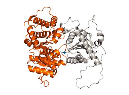 ribbonlike folded protein domains, one shown in orange, the rest shown in gray