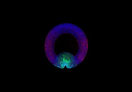 A cross section of a fruit fly embryo