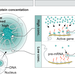 3D genome organization influences mRNA splicing by concentrating pre-mRNAs, genomic DNA, and spliceosomes near nuclear speckles, where high concentrations of splicing factors promote efficient splicing, while genes located farther away from speckles are not spliced as efficiently.