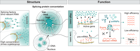 3D genome organization influences mRNA splicing by concentrating pre-mRNAs, genomic DNA, and spliceosomes near nuclear speckles, where high concentrations of splicing factors promote efficient splicing, while genes located farther away from speckles are not spliced as efficiently.