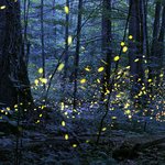 Picture of fireflies flashing in unison.