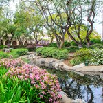 photo of Caltech's Throop Pond