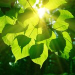 Sun shining through a leaf