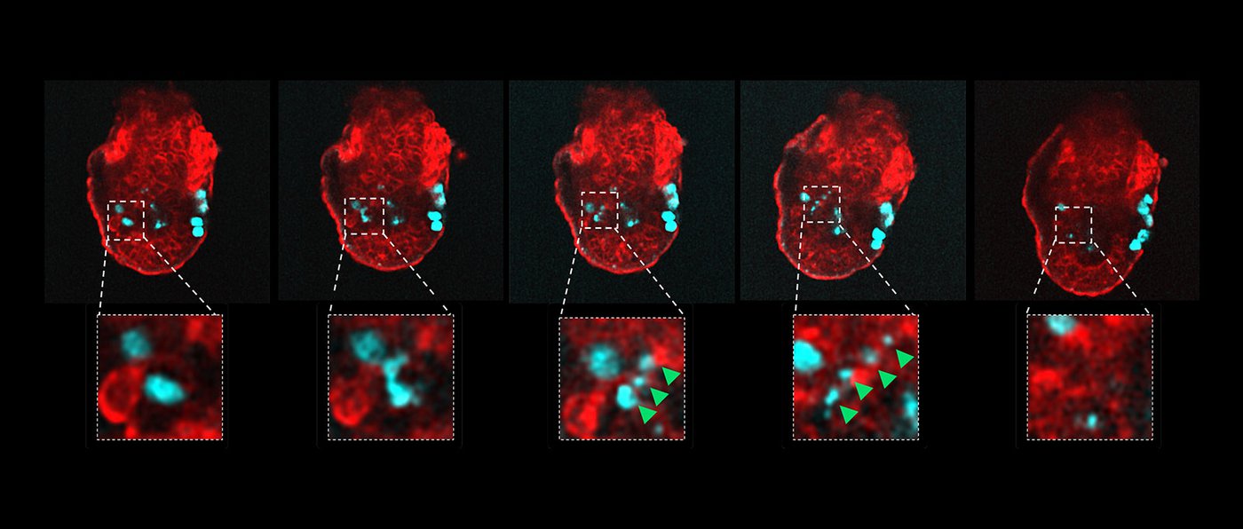 A series of images of mouse embryos with cells labeled in red and turquoise