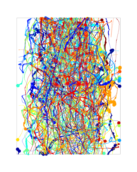 A tracing of flight trajectories of fruit flies.