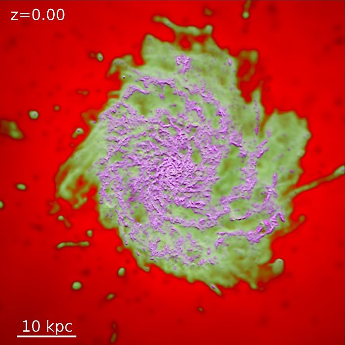 A still image from a FIRE simulation video, showing the gases in a galaxy. Magenta is cold molecular/atomic gas, which forms stars; green is warm ionized gas, most of which cools into a galaxy; red is 'hot' gas, which makes up the galaxy halo.