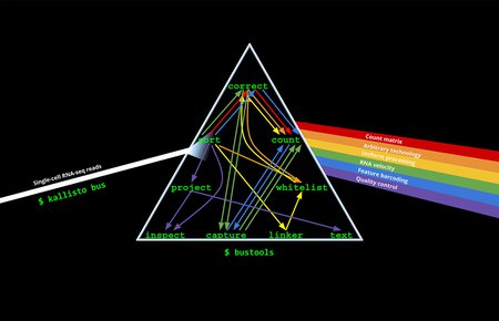 A graphic showing a prism, with "Single-cell RNA-seq reads" coming in in a single stream on the left, bouncing through the prism with labels "correct, sort, count, project, capture, count, inspect, whitelist, linker, text". A rainbow of options exits the prism at right, with individual labels "count matrix, arbitrary technology, uniform processing, RNA velocity, feature barcoding, quality control."