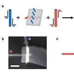 Assembling switches of carbon nanotubes controlled by DNA